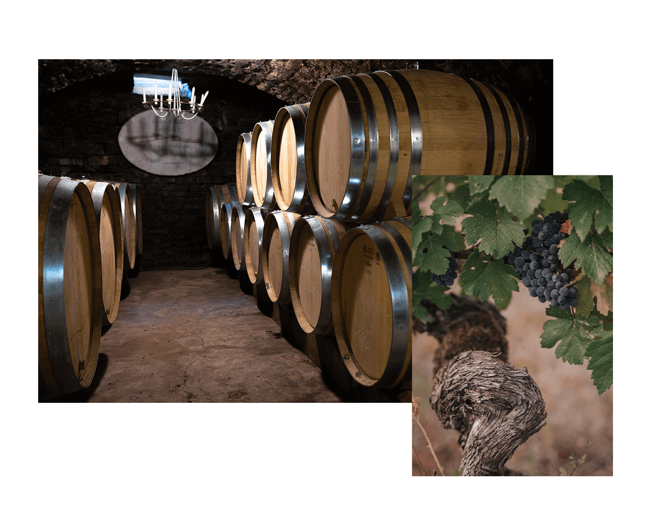 Domaine-Rocault-tonneaux-cave-degustation-vigne.png